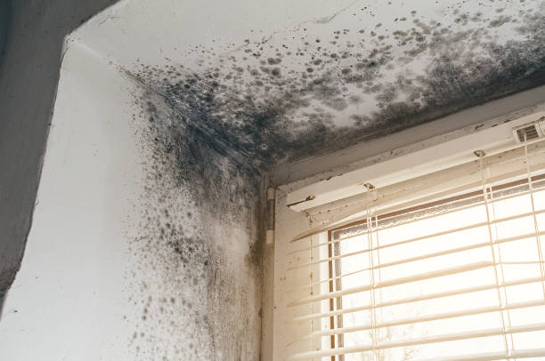 Affordable Crawl Space Mold Removal solutions in Elmwood Park, NJ